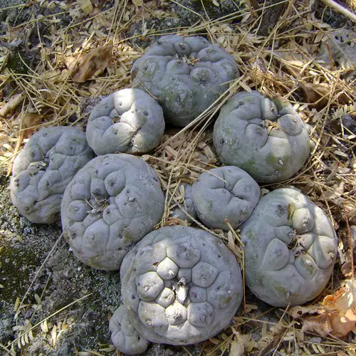 Lophophora