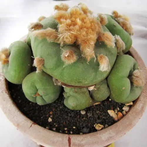 Lophophora diffusa