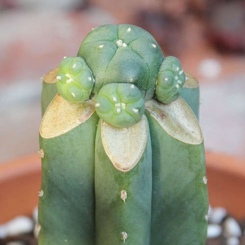 Lophophora greffé sur Echinopsis pachanoi