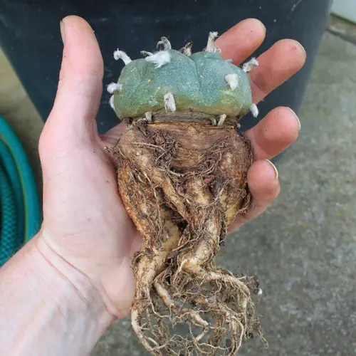 Racine Lophophora