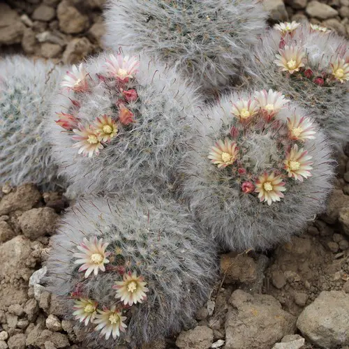 Mammillaria bocasana