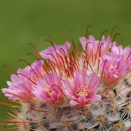 Mammillaria bombycina