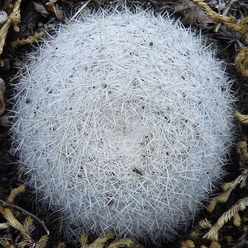 Mammillaria candida