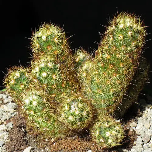 Mammillaria elongata