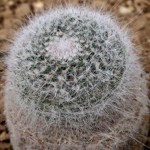 Mammillaria hahniana âgé