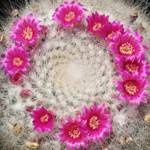 Mammillaria hahniana fleurs