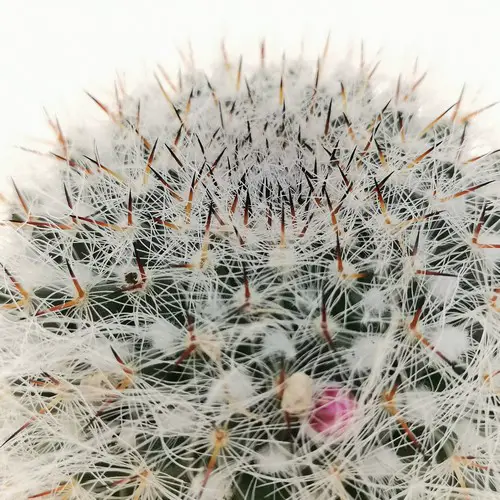 Mammillaria hahniana var. giseliana