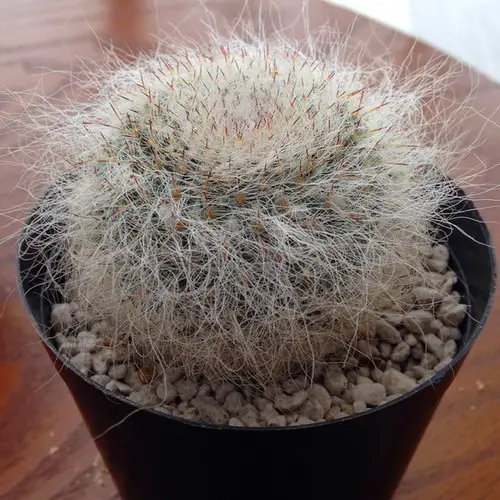 Mammillaria hahniana