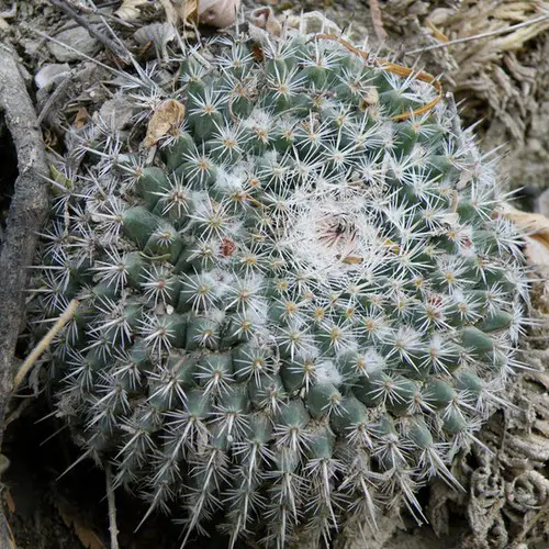 Mammillaria hahniana var. bravoae