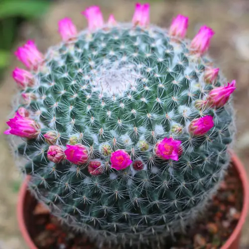 Mammillaria hahniana var werdermanniana