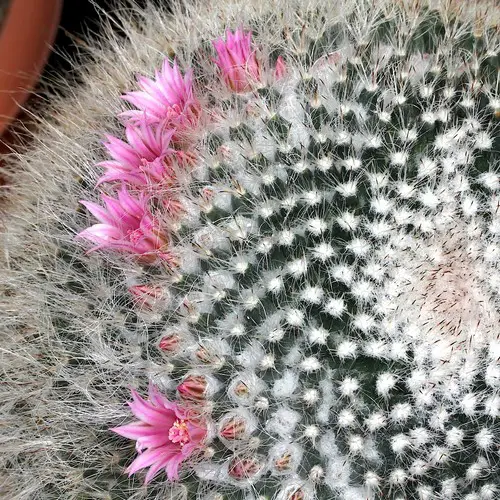 Mammillaria hahniana var. woodsii