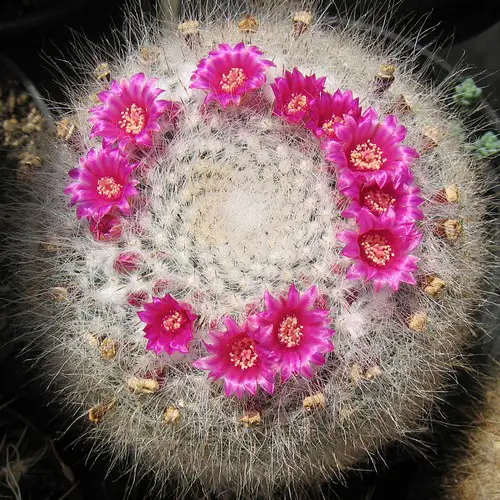 Mammillaria hahniana