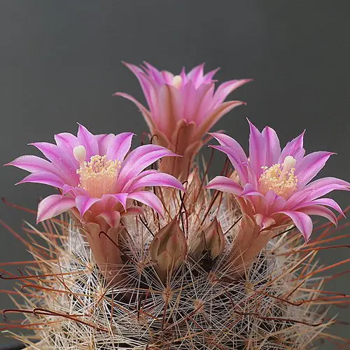 Mammillaria longiflora