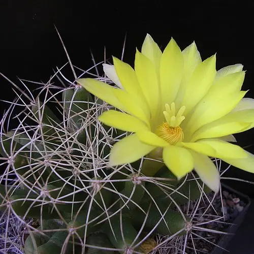 Mammillaria longimamma