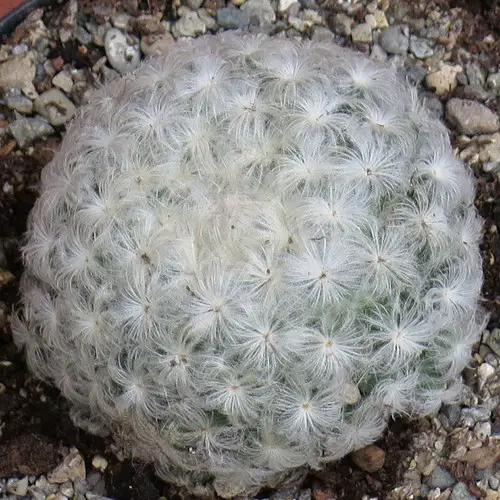 Mammillaria plumosa