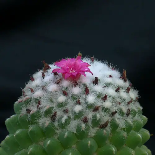 Mammillaria polythele 'Inermis'