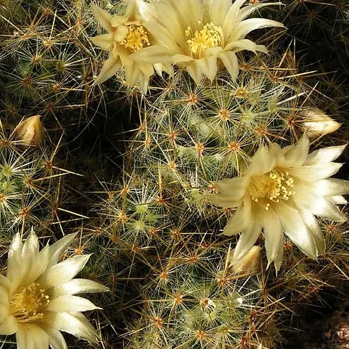 Mammillaria prolifera