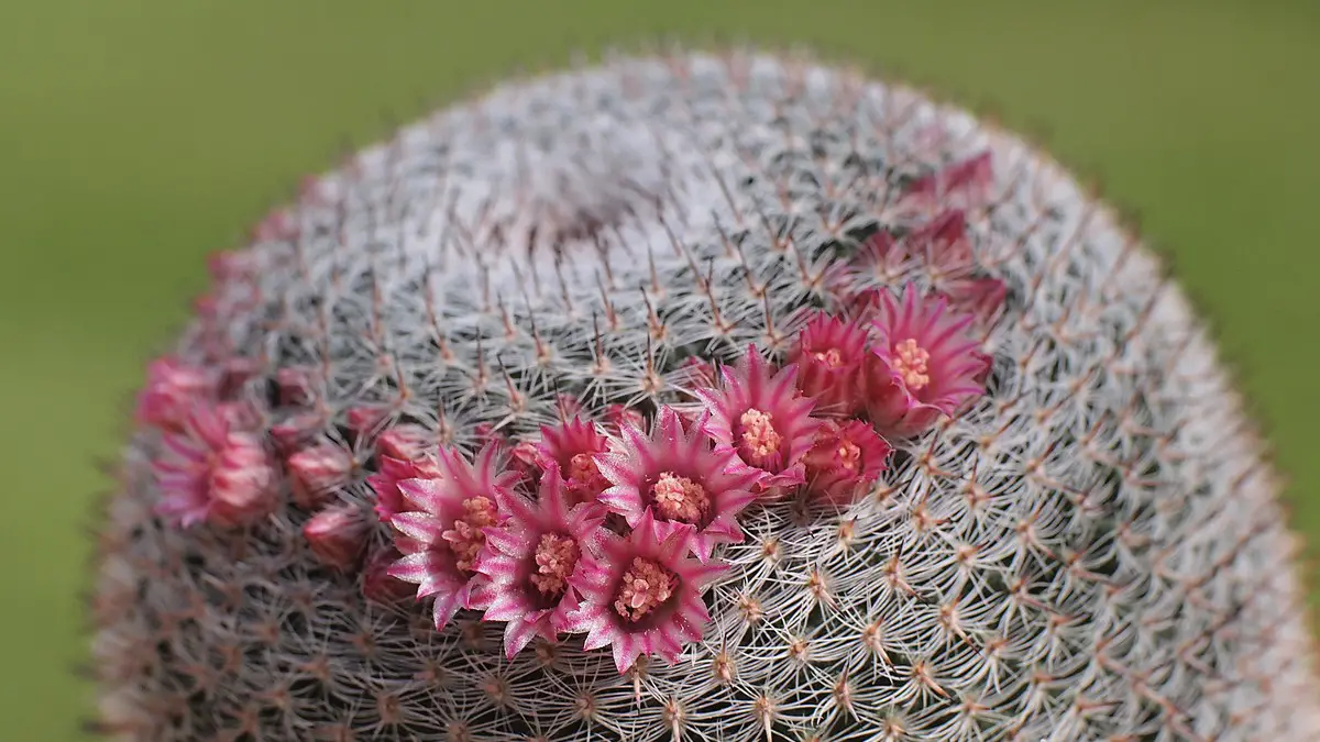 Mammillaria pseudoperbella