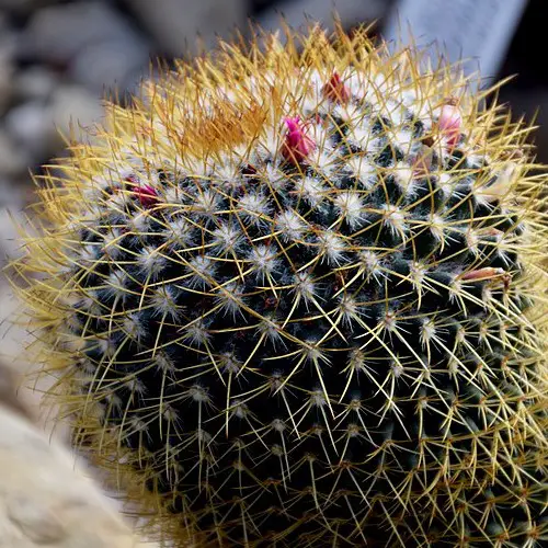 Mammillaria rhodantha