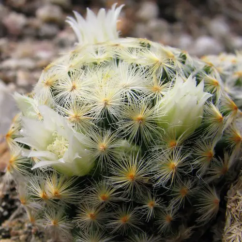 Mammillaria schiedeana