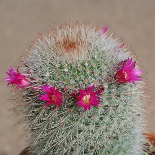 Mammillaria spinosissima