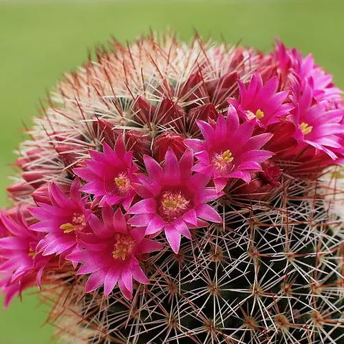 Mammillaria spinosissima