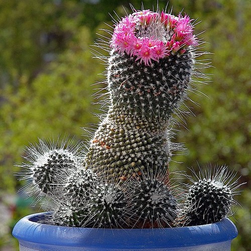 Mammillaria spinosissima