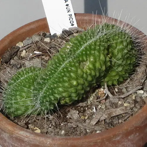 Mammillaria spinosissima 'cristata'