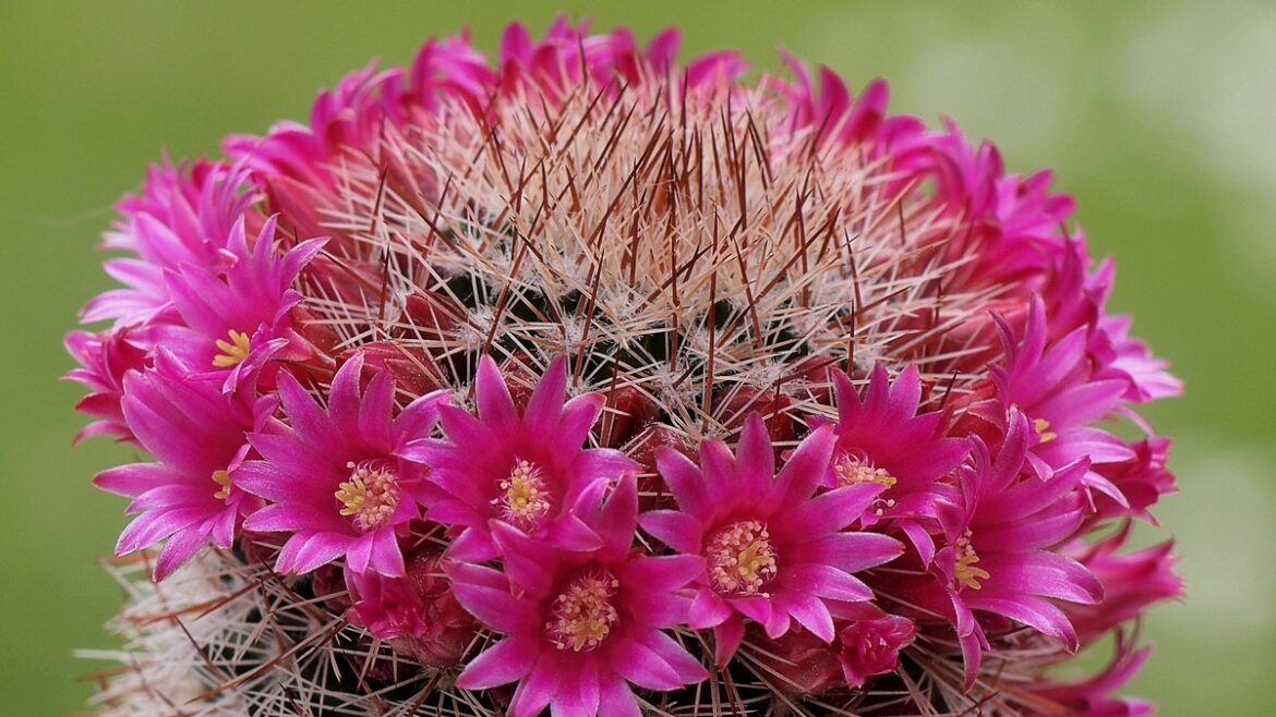 Mammillaria spinosissima
