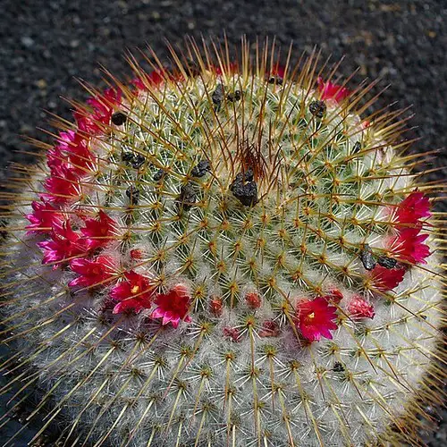 Mammillaria spinosissima ssp. pilcayensis