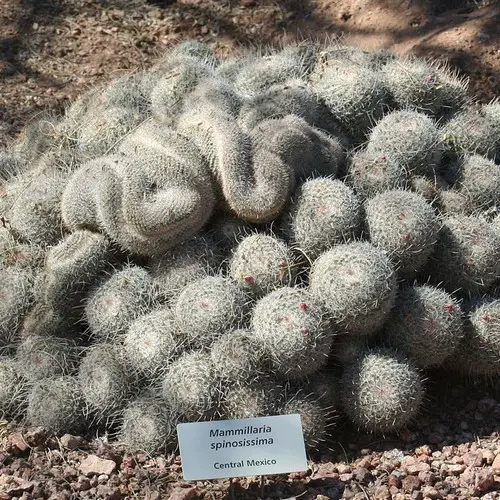 Mammillaria spinosissima