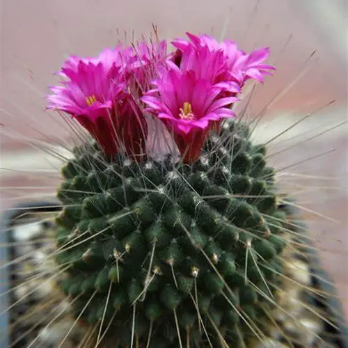 Mammillaria spinosissima cv. 'Un pico'