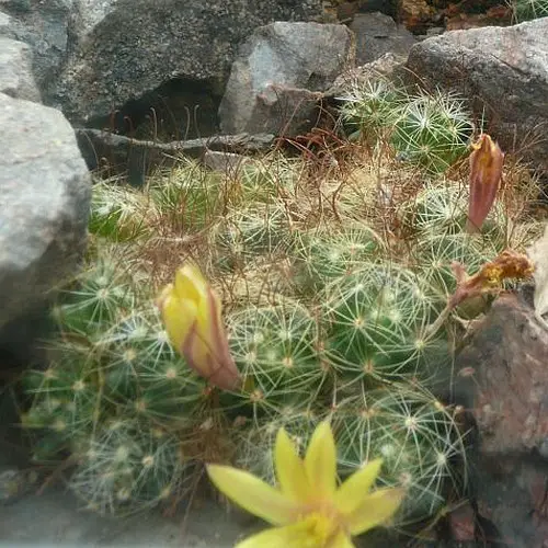 Mammillaria surculosa