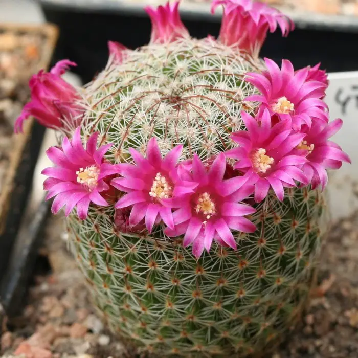 Mammillaria