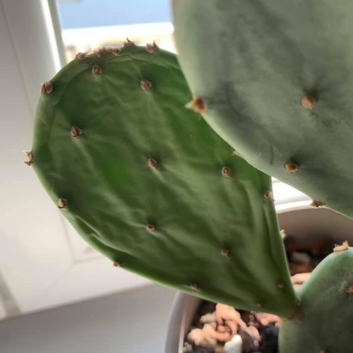 Cactus flétri et sec