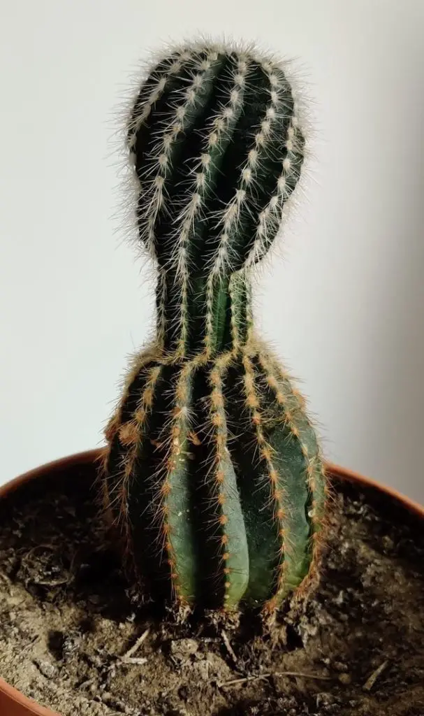 Cactus étiolé