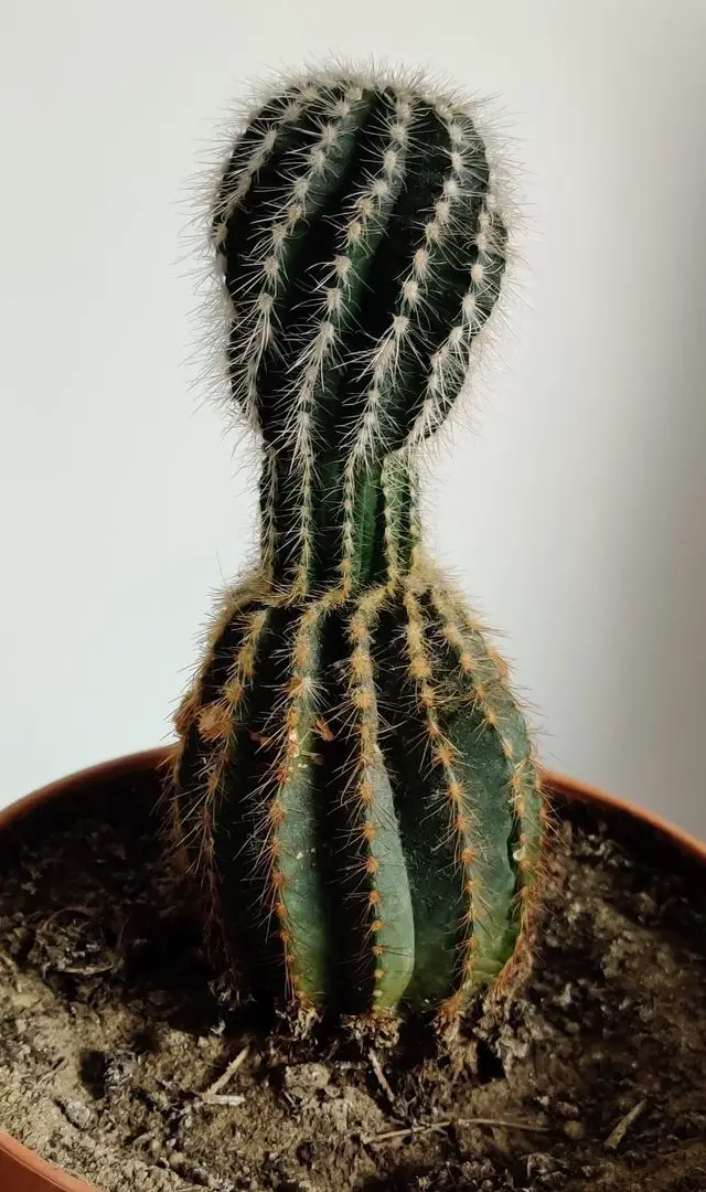 Cactus en manque de lumière