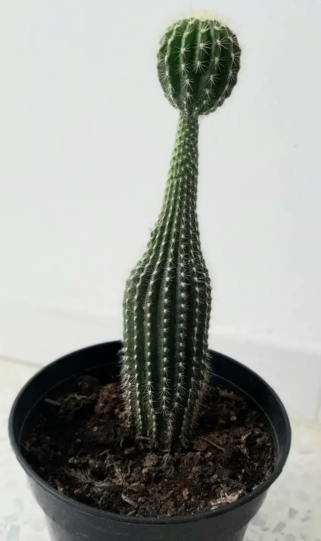 Cactus en manque de lumière