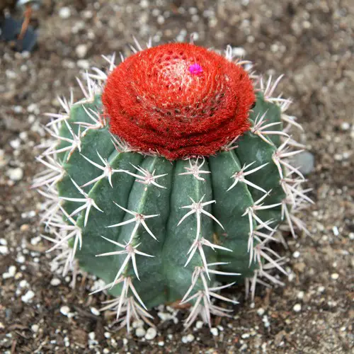 Melocactus