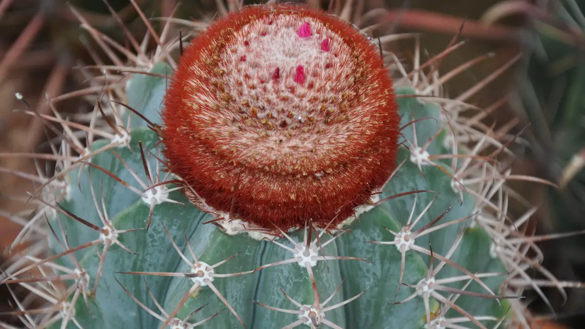 Melocactus azureus