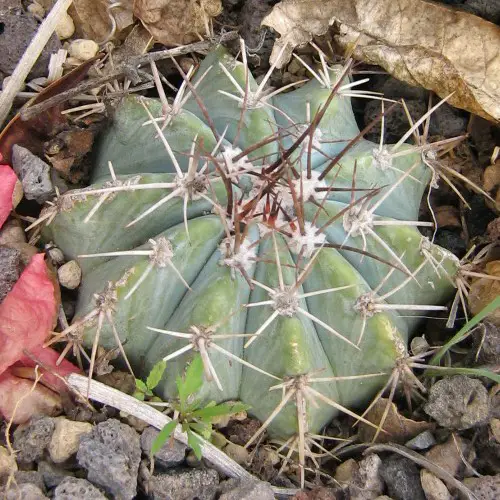 Melocactus azureus