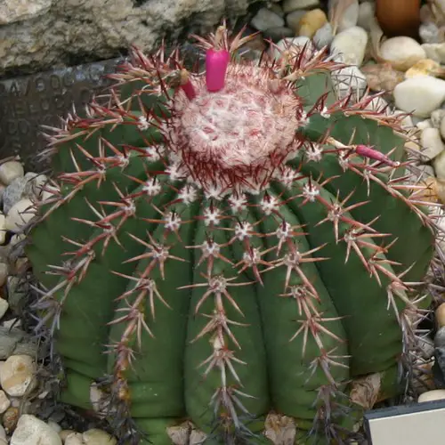 Melocactus conoideus