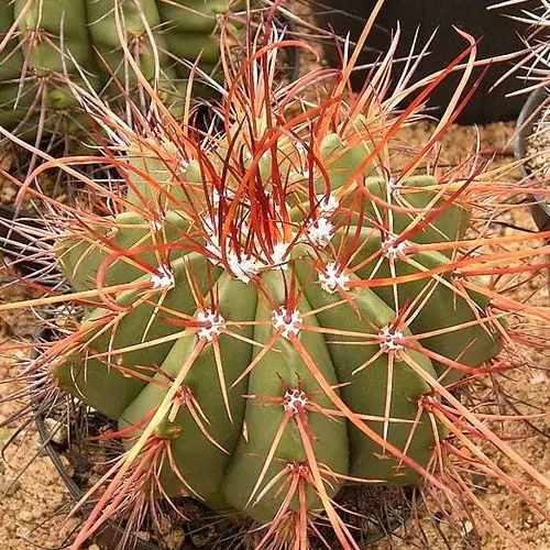 Melocactus ernestii