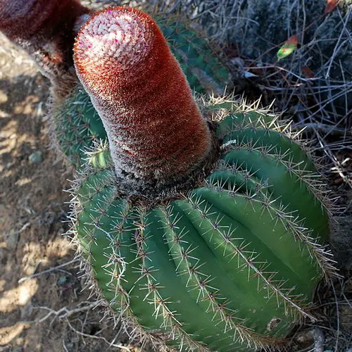 Melocactus intortus