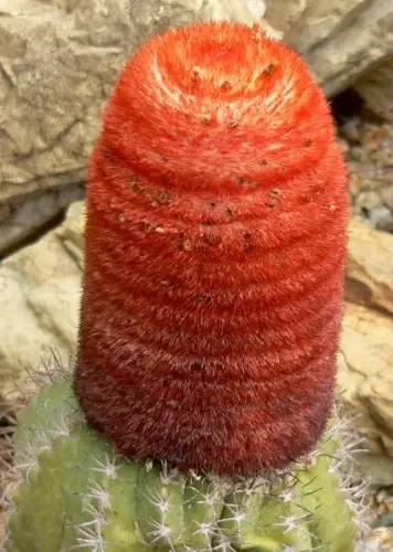 Melocactus matanzanus