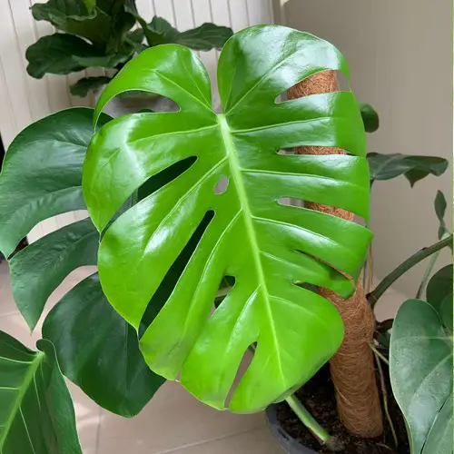 Monstera deliciosa