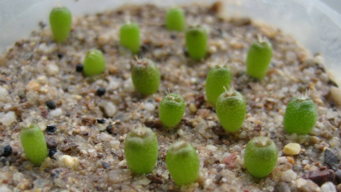 Multiplication cactus