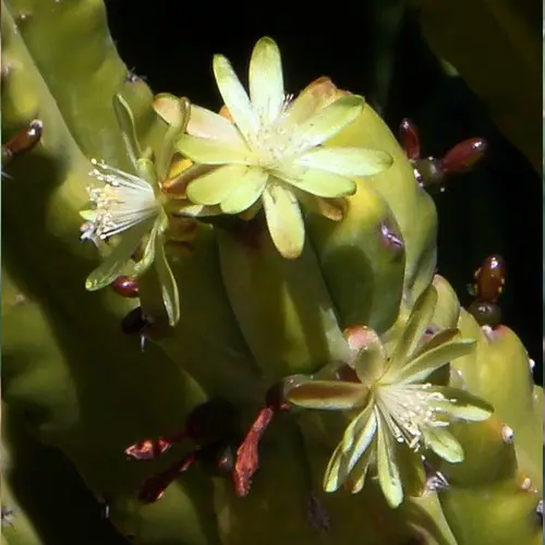 Myrtillocactus