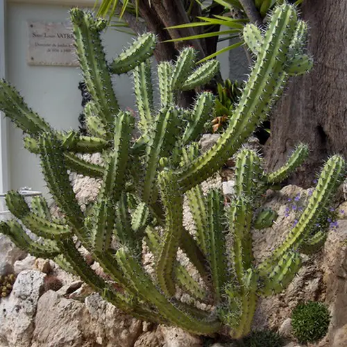 Myrtillocactus