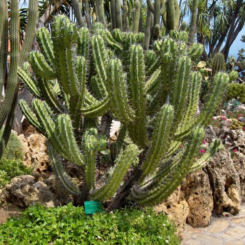 Myrtillocactus cochal